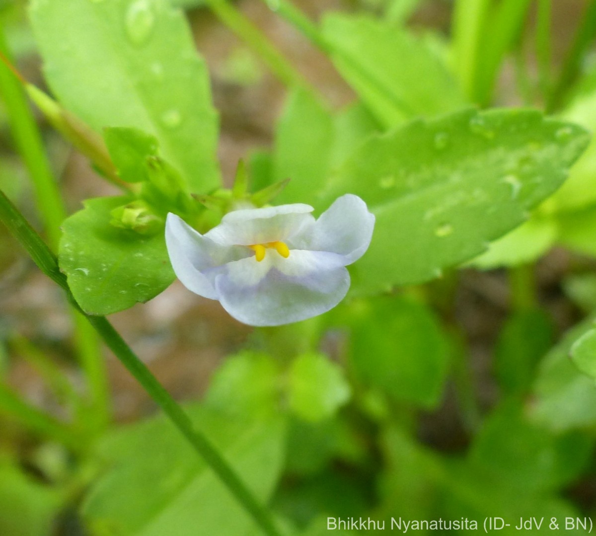Bonnaya antipoda (L.) Druce